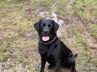 Labrador Retriever dogs Beautiful litter of Labrador Puppies - Advert 1