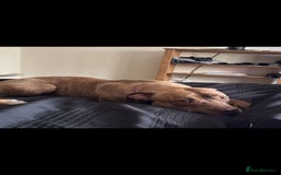 Mixed Breed dogs for sale: Pair of female staffie bull terriors x  - Image 3