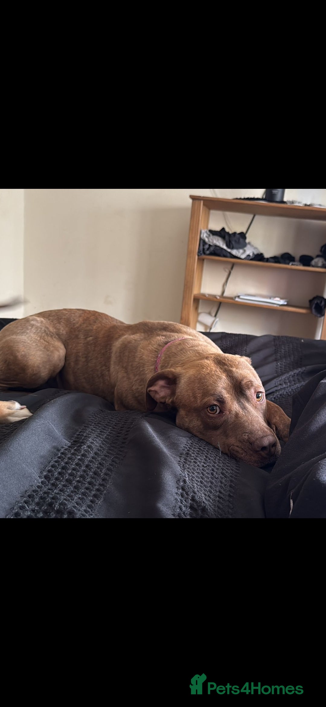 Mixed Breed dogs for sale: Pair of female staffie bull terriors x  - Image 3