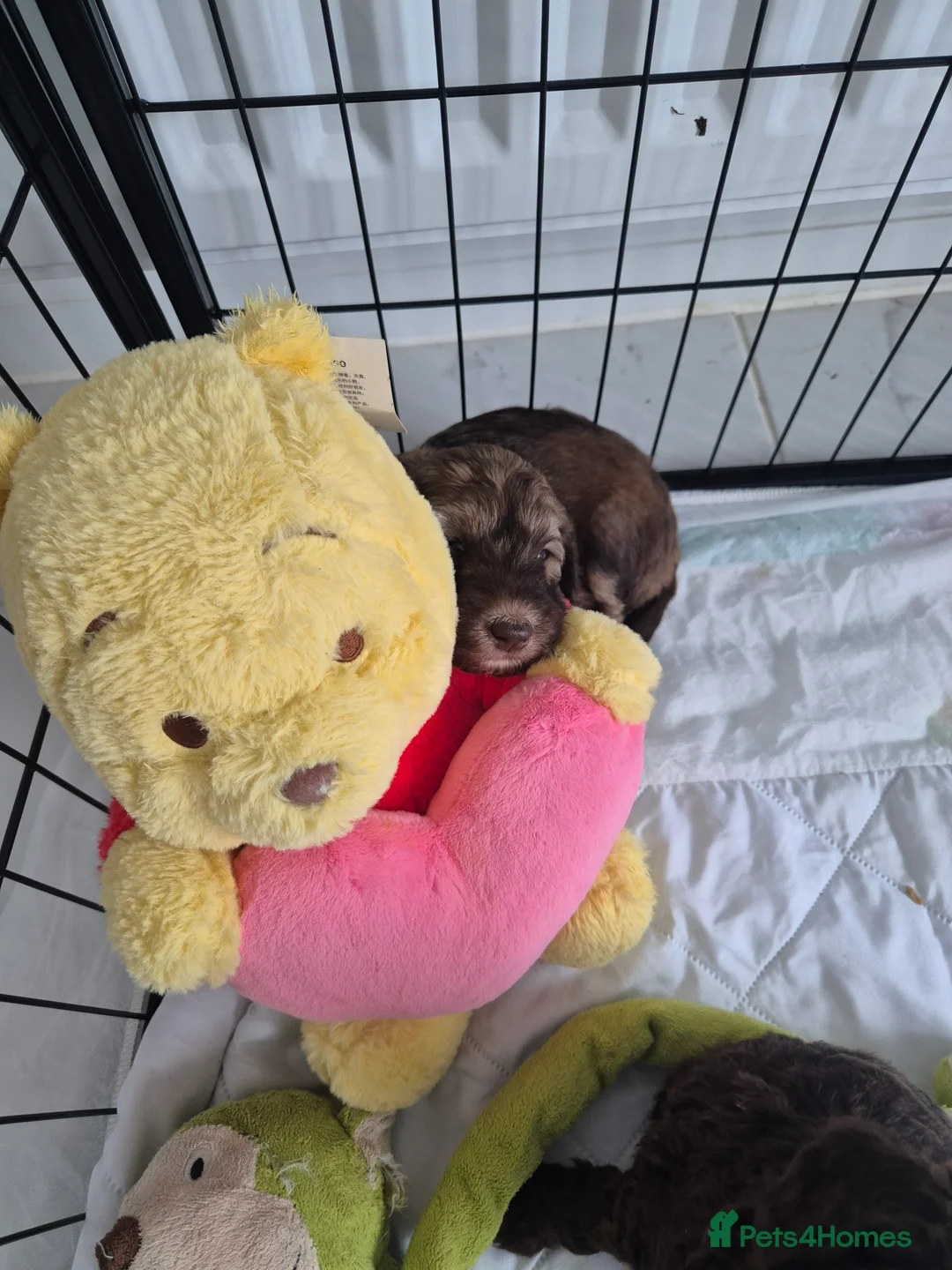 Sheepadoodle dogs for sale: Stunning sheepadoodle's - Advert 11