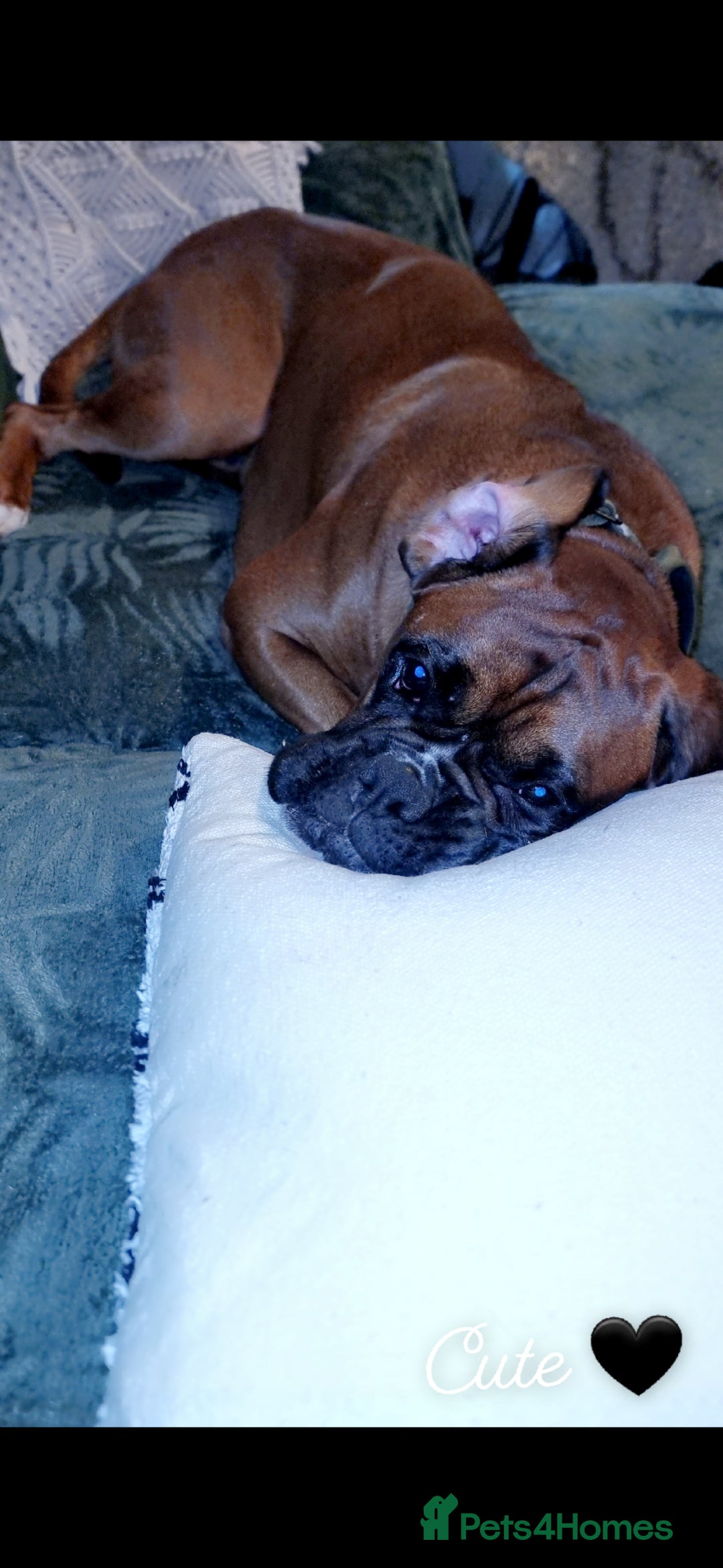 Boxer dogs for stud: Male boxer aged 2 ready for stud duties 🥰 - Advert 3