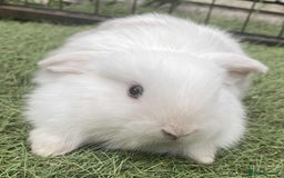 Mini Lop rabbits for sale: Mini lops for reserve  - Image 6