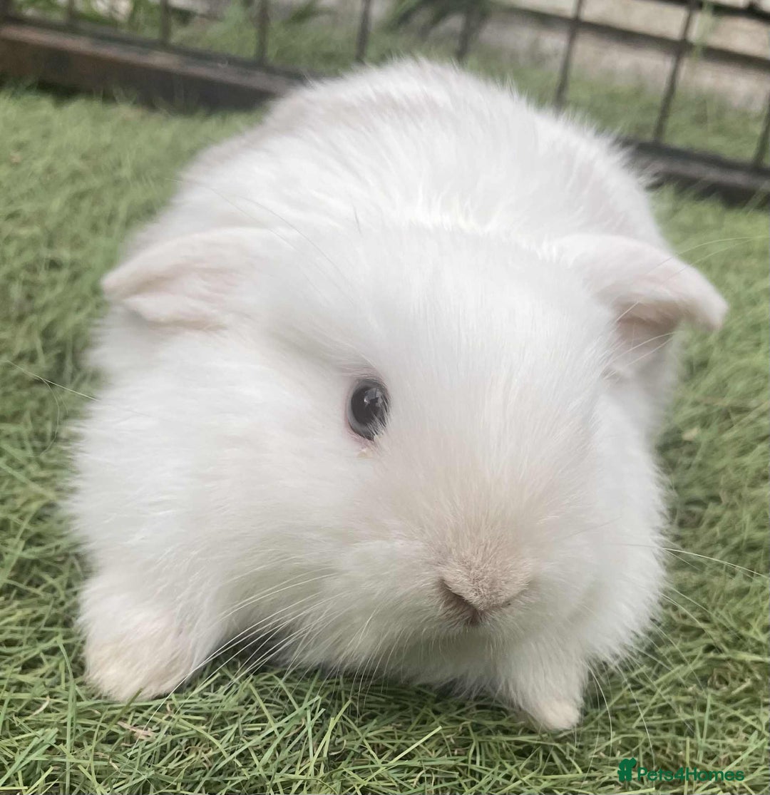 Mini Lop rabbits for sale: Mini lops for reserve  - Image 6
