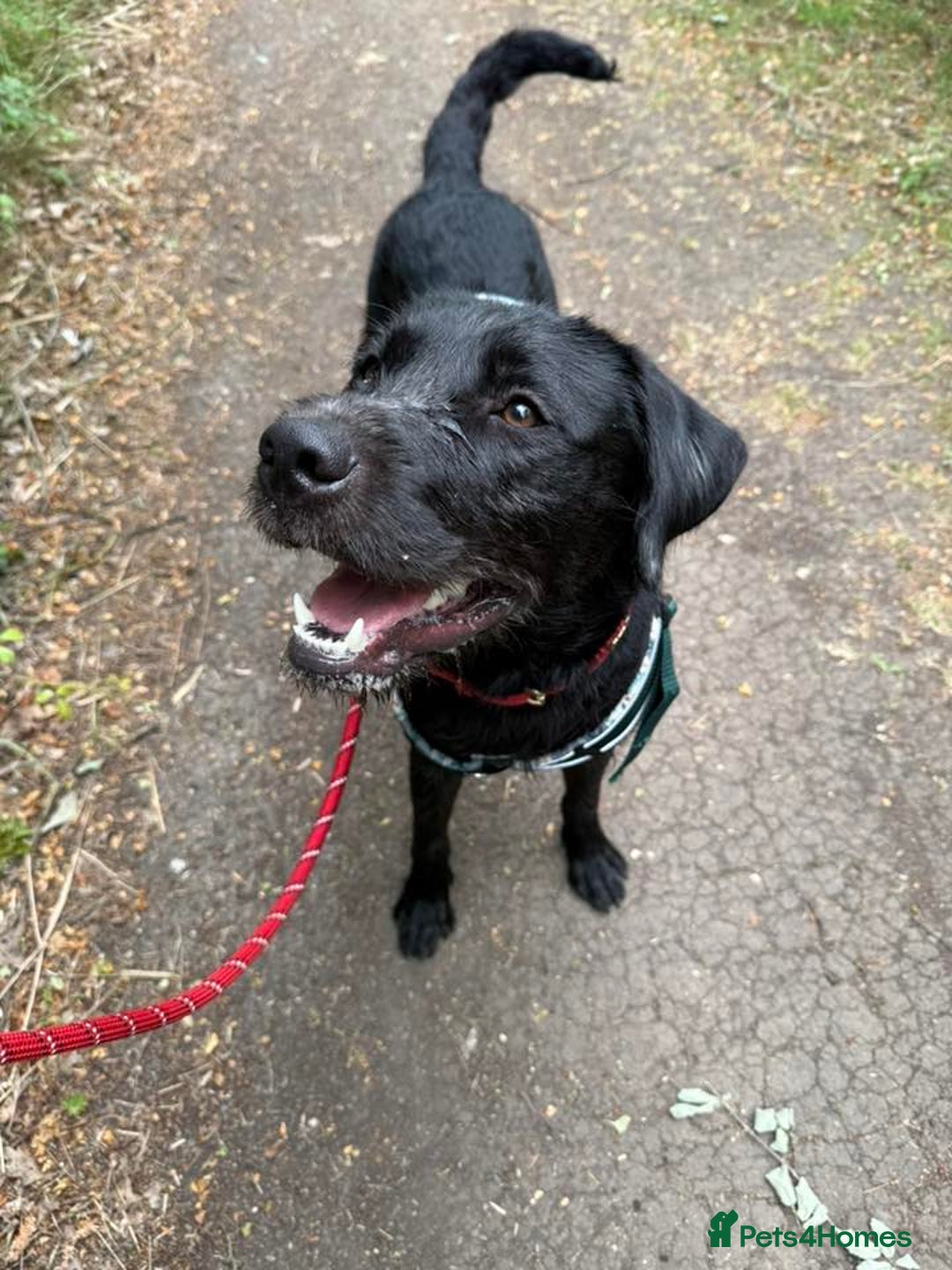 Mixed Breed dogs for adoption: 💙SCOUT- 16 month Lab cross fading in kennels💙 - Advert 6