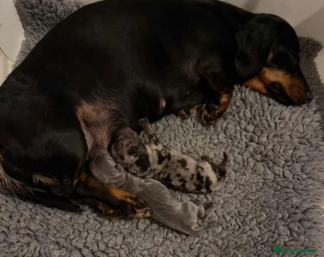 Miniature Dachshund dogs for sale: Miniature dashchunds - Advert 7