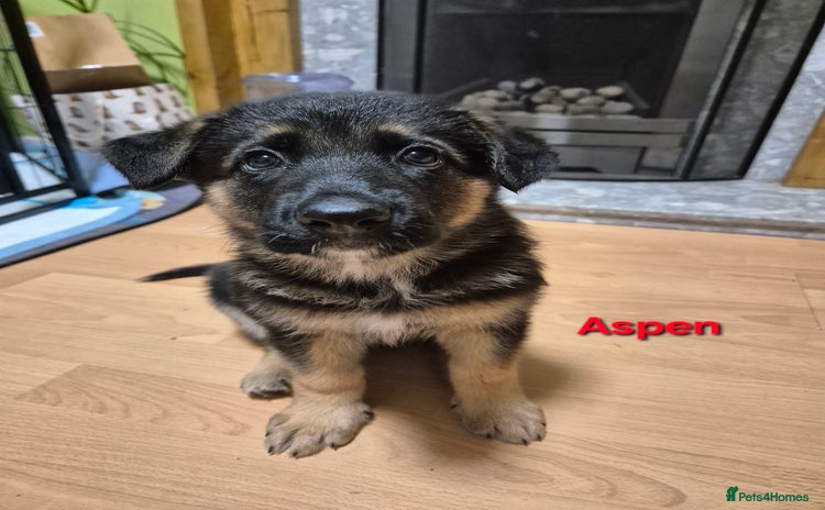 German Shepherd dogs - Advert 4