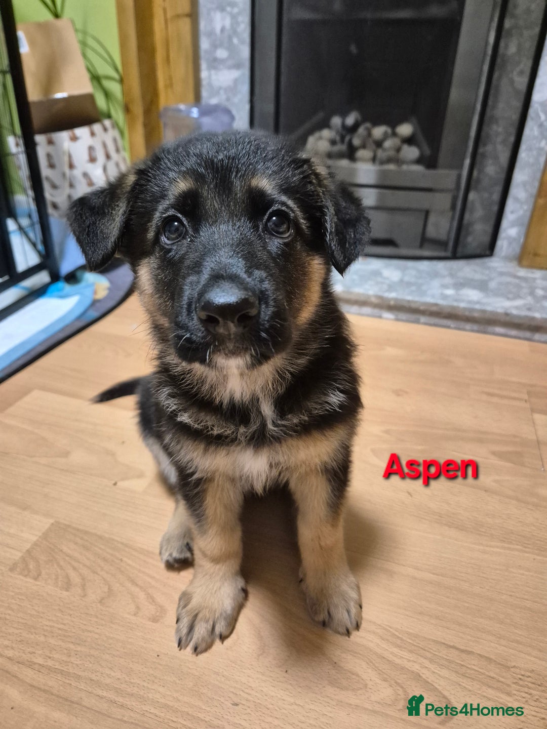 German Shepherd dogs for sale: Last German Shepherd girl remaining  - Image 2