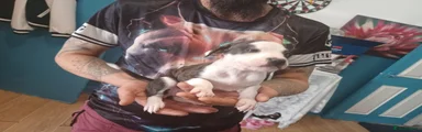Staffordshire Bull Terrier Puppy 9