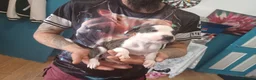Staffordshire Bull Terrier dogs for sale: Puppy Staffordshire Bull Terrier - Advert 4