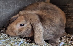 English Lop rabbits for sale: Free to right home  - Image 2