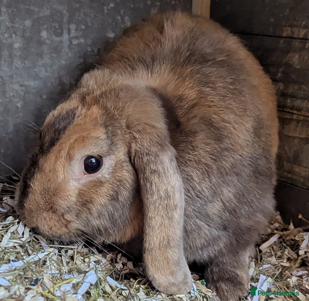 English Lop rabbits for sale: Free to right home  - Image 2