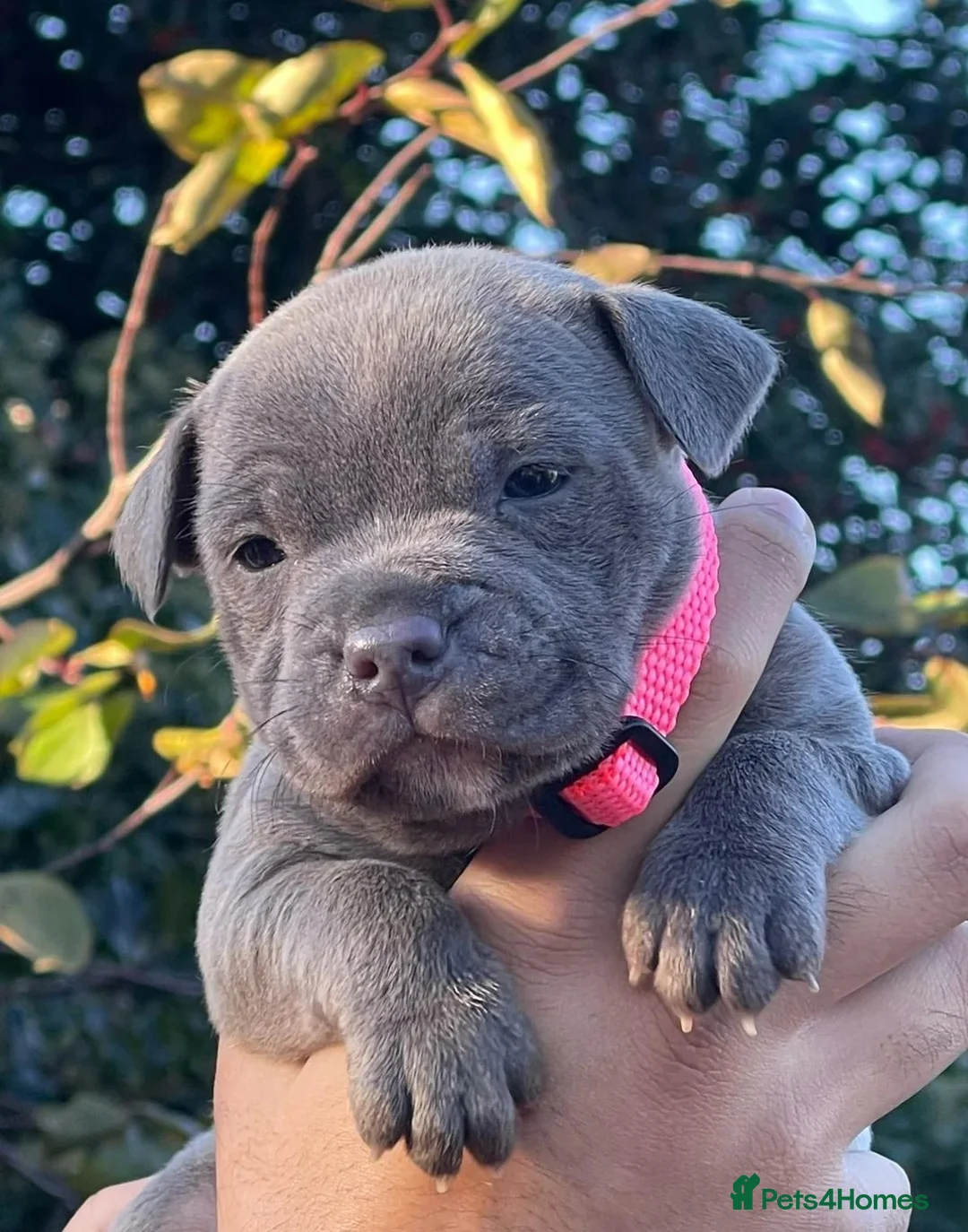 Staffordshire Bull Terrier dogs for sale: KC & DNA Tested Blue Staffordshire Bull Terriers - Advert 5