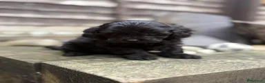 Toy Poodle 1