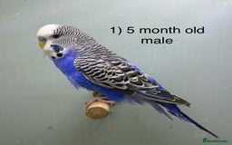 Budgerigars birds for sale: Baby budgies ready now  - Image 1
