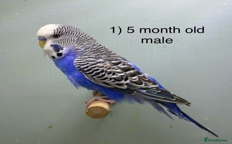 Budgerigars birds - Advert 1