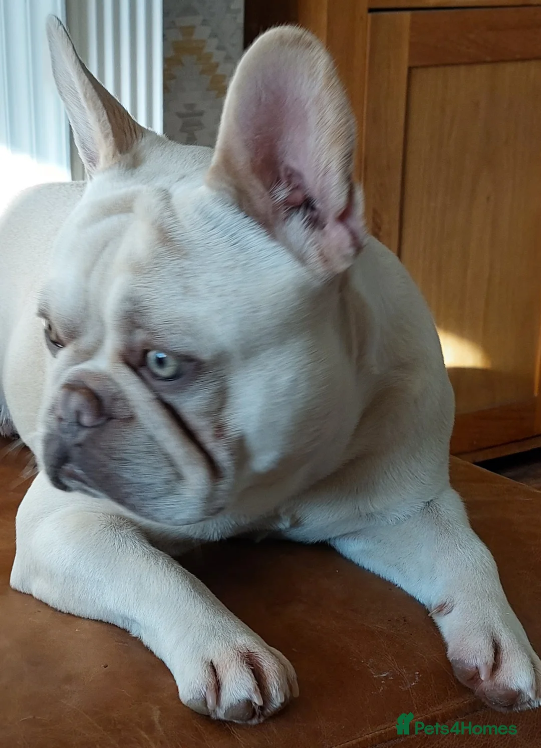 French Bulldog dogs for stud: kc French Bulldog Stud - Advert 22