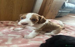 Cocker Spaniel dogs for sale: Working KC cocker spaniels  - Image 6