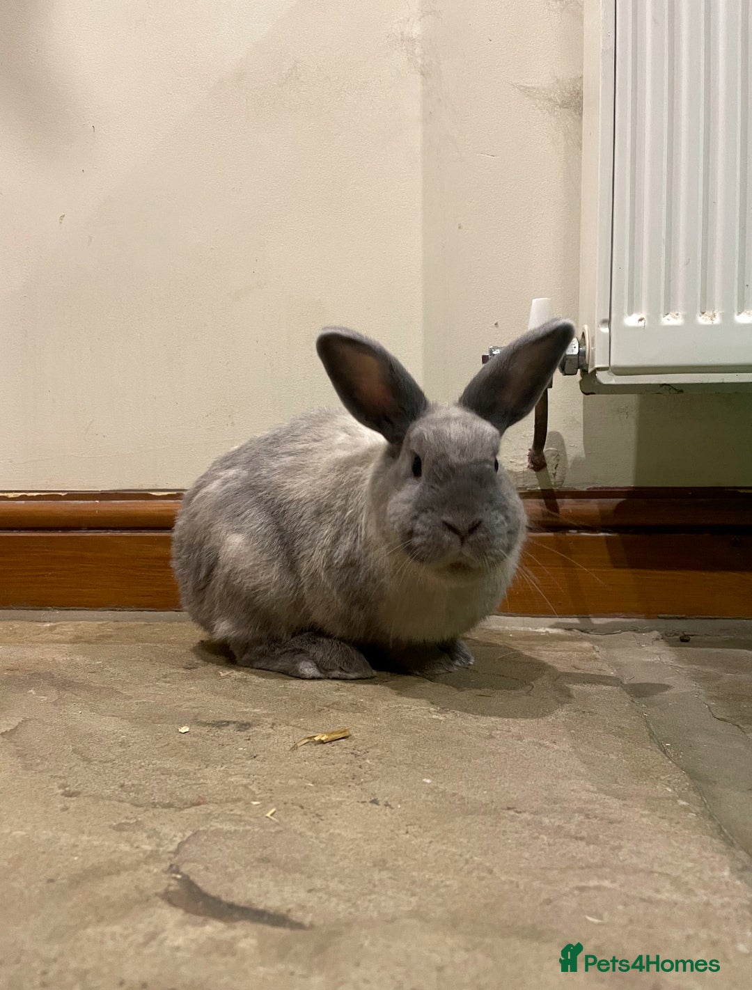 Lionhead rabbits for sale: House rabbits (Must go separate) - Advert 7