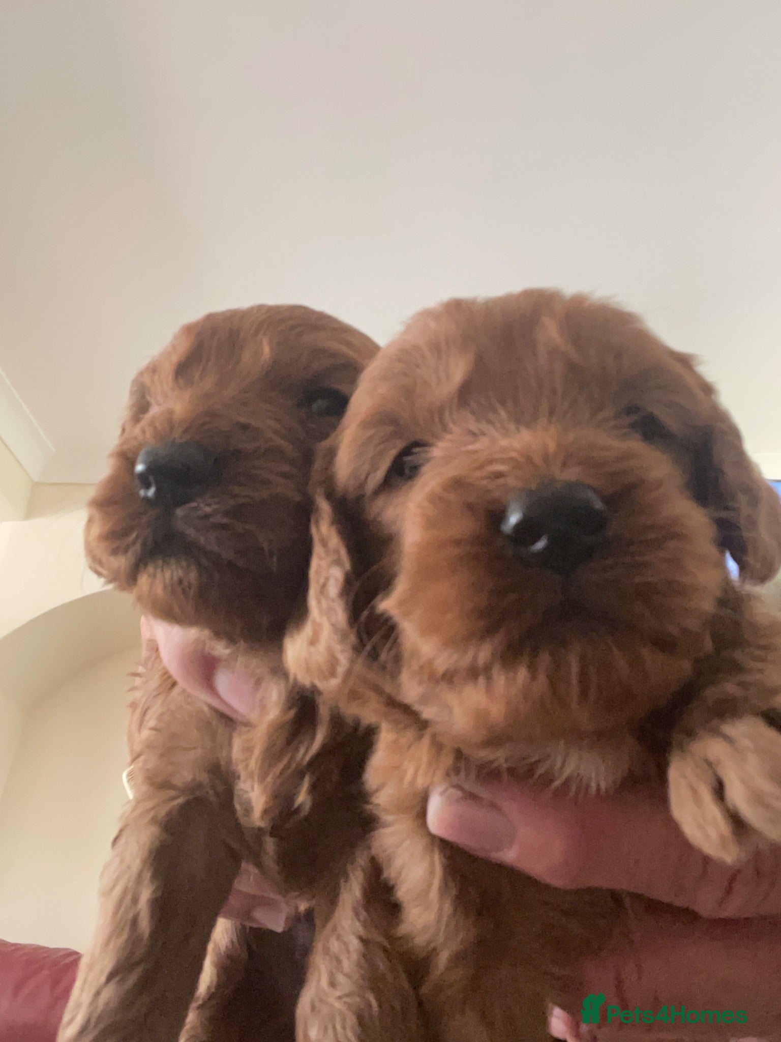 Cockapoo dogs Cockapoo puppies reds boy an girls  - Advert 1