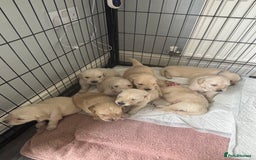 Golden Retriever dogs for sale: Quality KC golden retriever puppies  - Image 21
