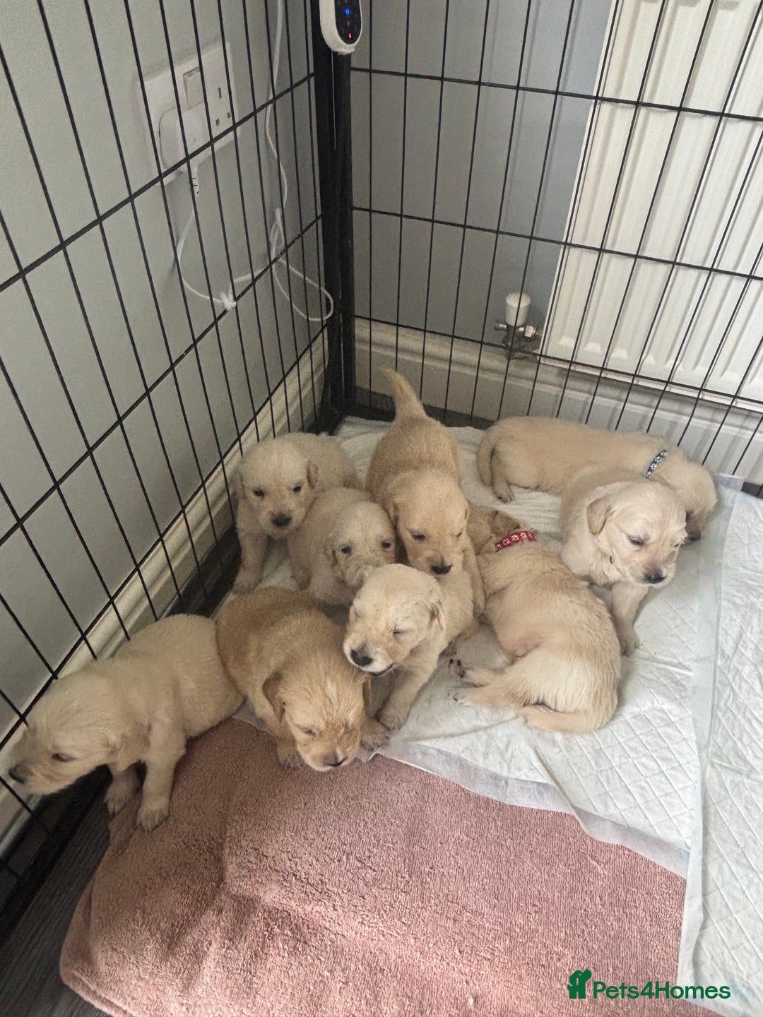 Golden Retriever dogs for sale: Quality KC golden retriever puppies  - Image 21