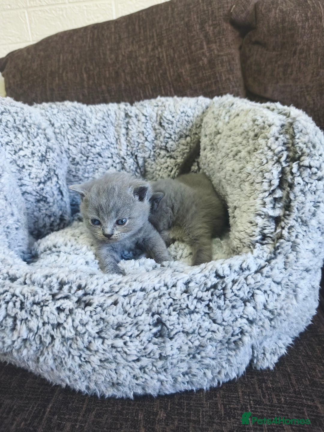 British Shorthair cats for sale: British short hair kittens - Advert 3