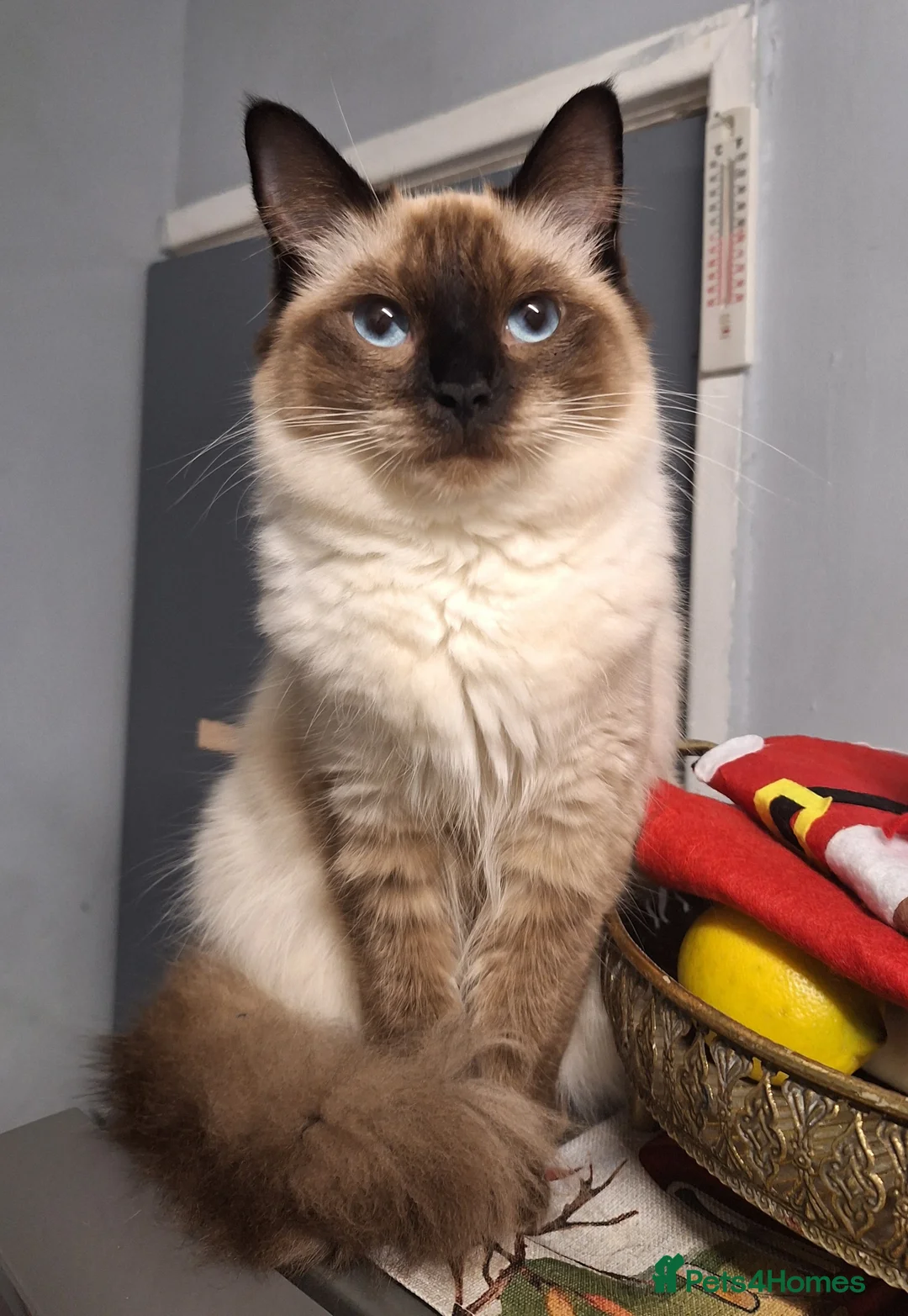 British Shorthair cats for sale: Kittens - Advert 7