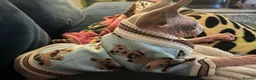 Sphynx cats for sale: Beautiful Sonnie the Turkish Sphynx in Stoke-on-Trent - Advert 4