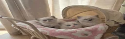 Ragdoll cats for sale: Beautiful Ragdoll kittens - Advert 15