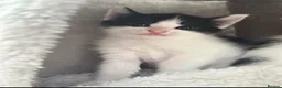 Mixed Breed cats for sale: Stunning kittens  - Advert 3