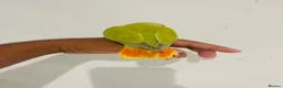 Lovebirds birds for sale: Hand reared lovebirds for sale  - Advert 4
