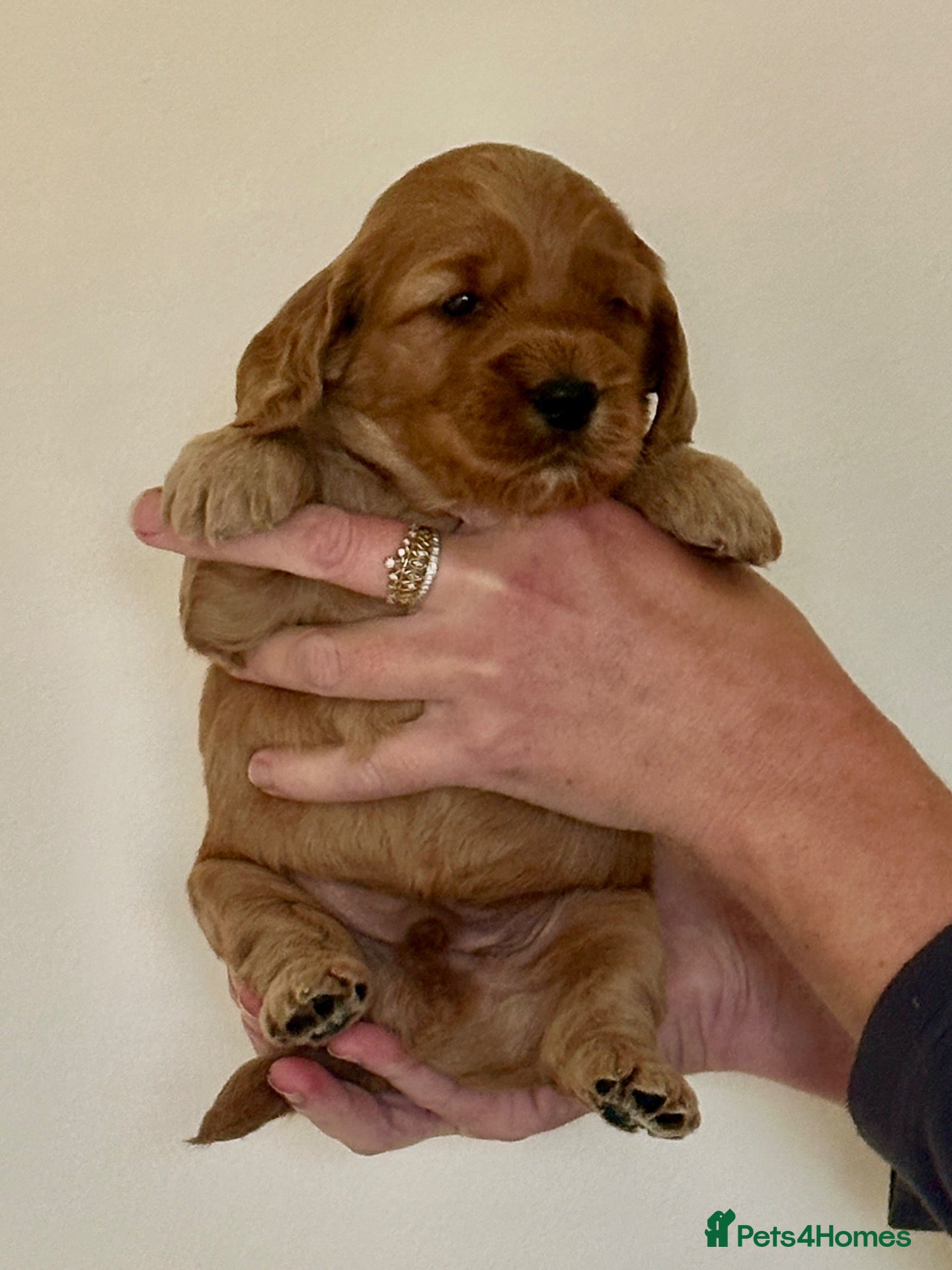 Cockapoo dogs for sale: Gorgeous F1 PRA clear Toy Cockapoo puppies - Advert 2