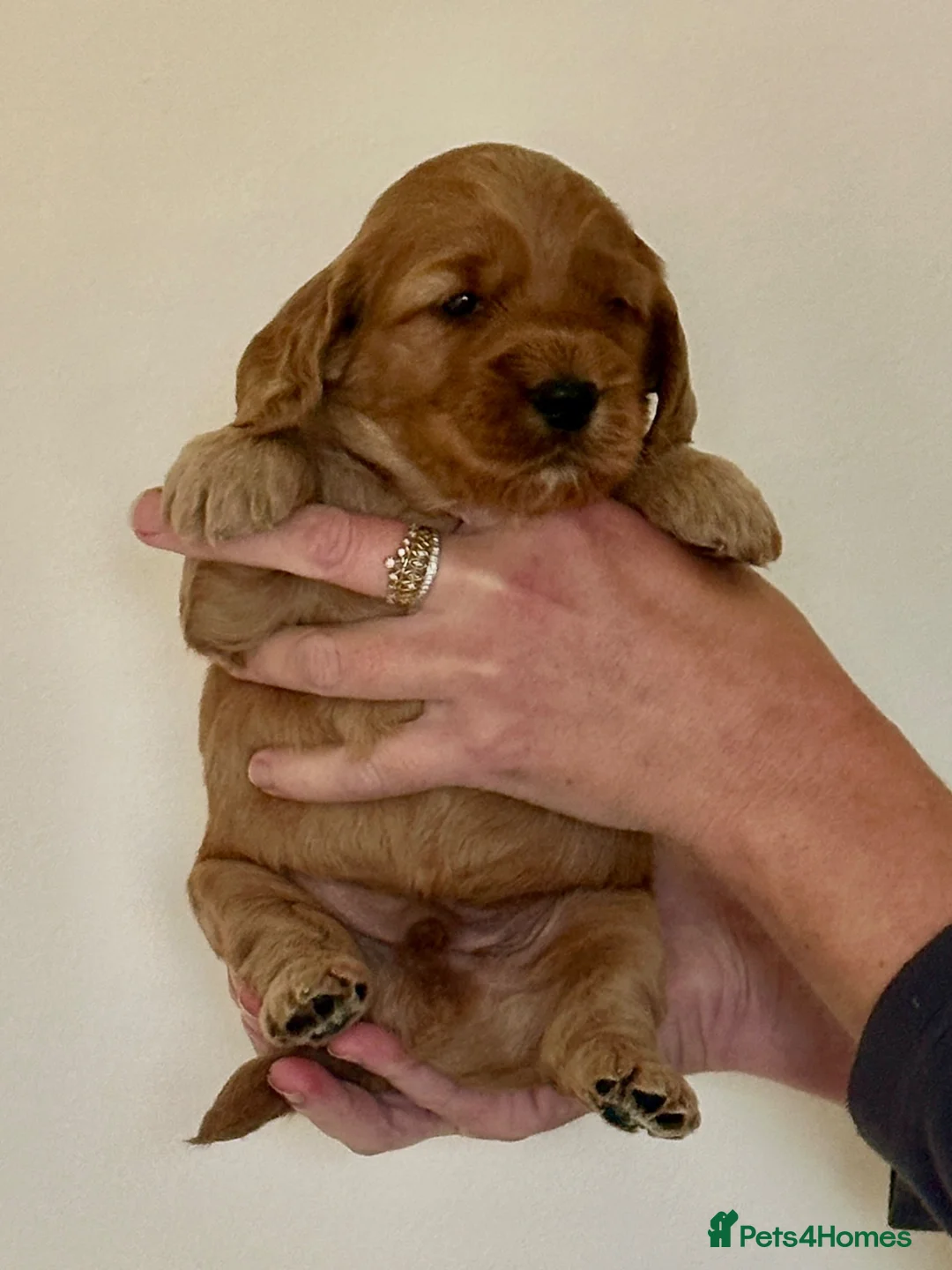 Cockapoo dogs for sale: Gorgeous F1 PRA clear Toy Cockapoo puppies - Advert 2