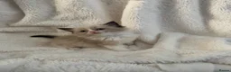 Ragdoll cats for sale: Pedigree ragdoll kittens - Advert 5
