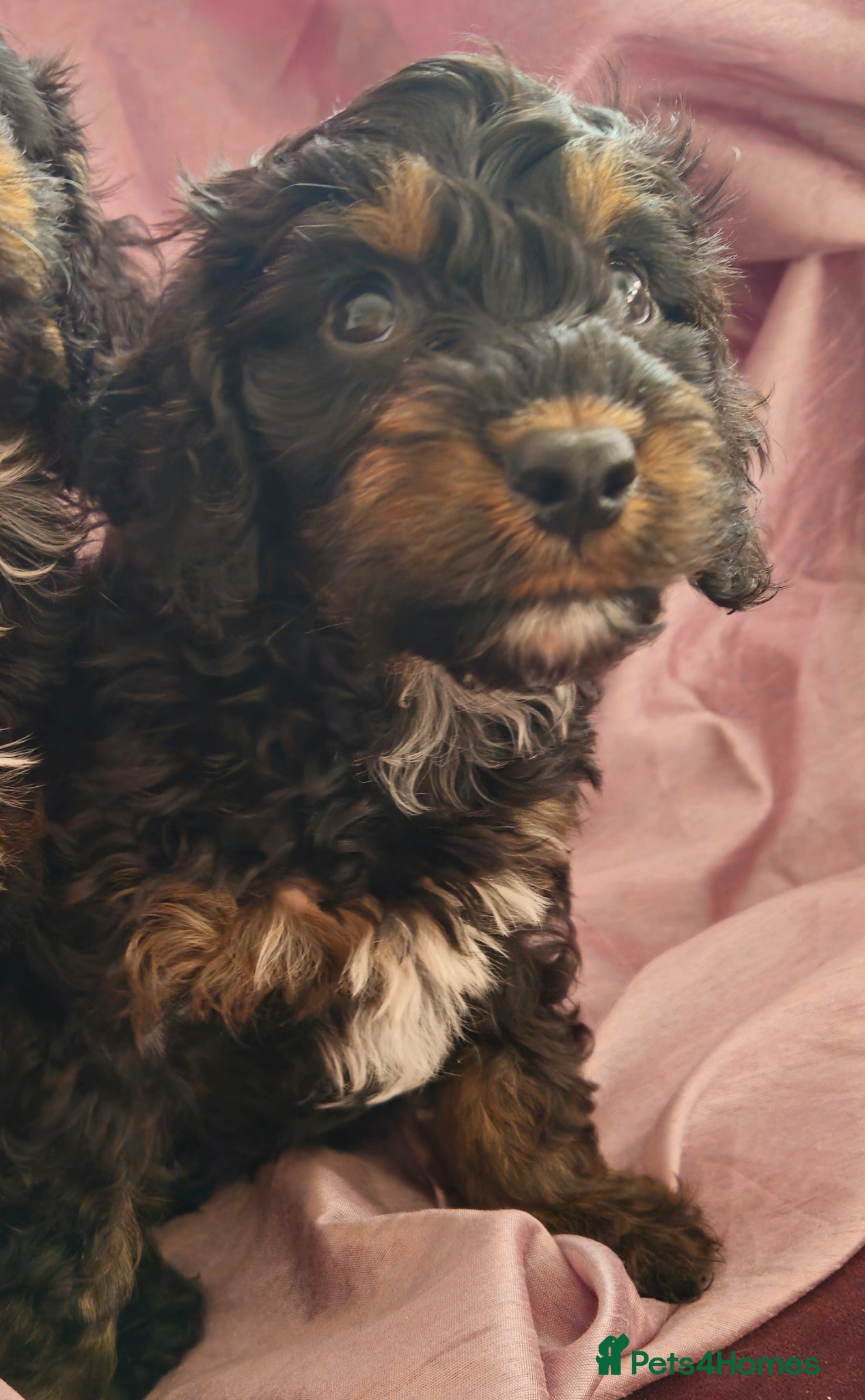 Cockapoo dogs licensed breeder, 1 BOY available for loving home - Advert 2
