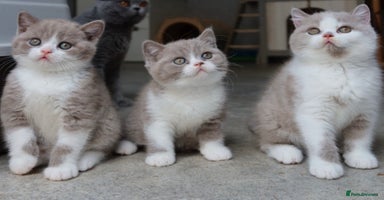 British Shorthair cats - Advert 4
