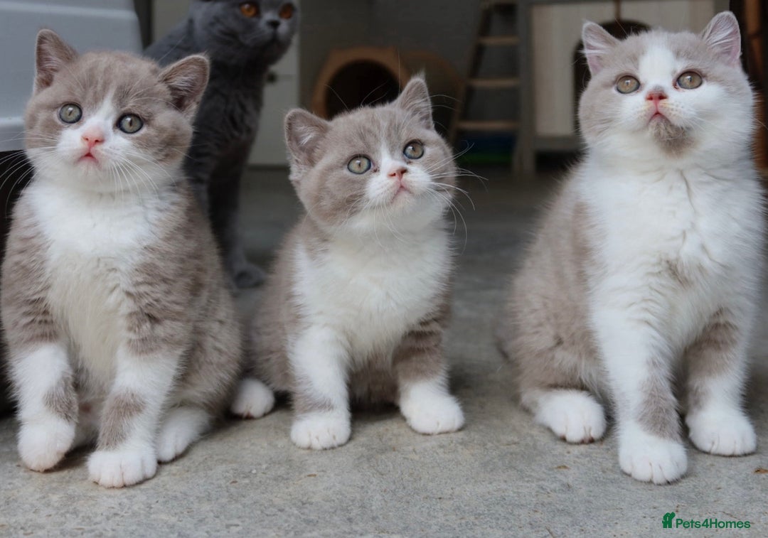 British Shorthair cats for sale: Wonderful last baby British shorthair girl  - Image 2