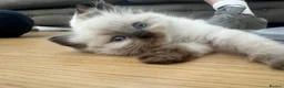 Ragdoll cats for sale: Ragdoll kittens *one female left* - Advert 22