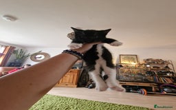 Mixed Breed cats for sale: Kittens - Image 38