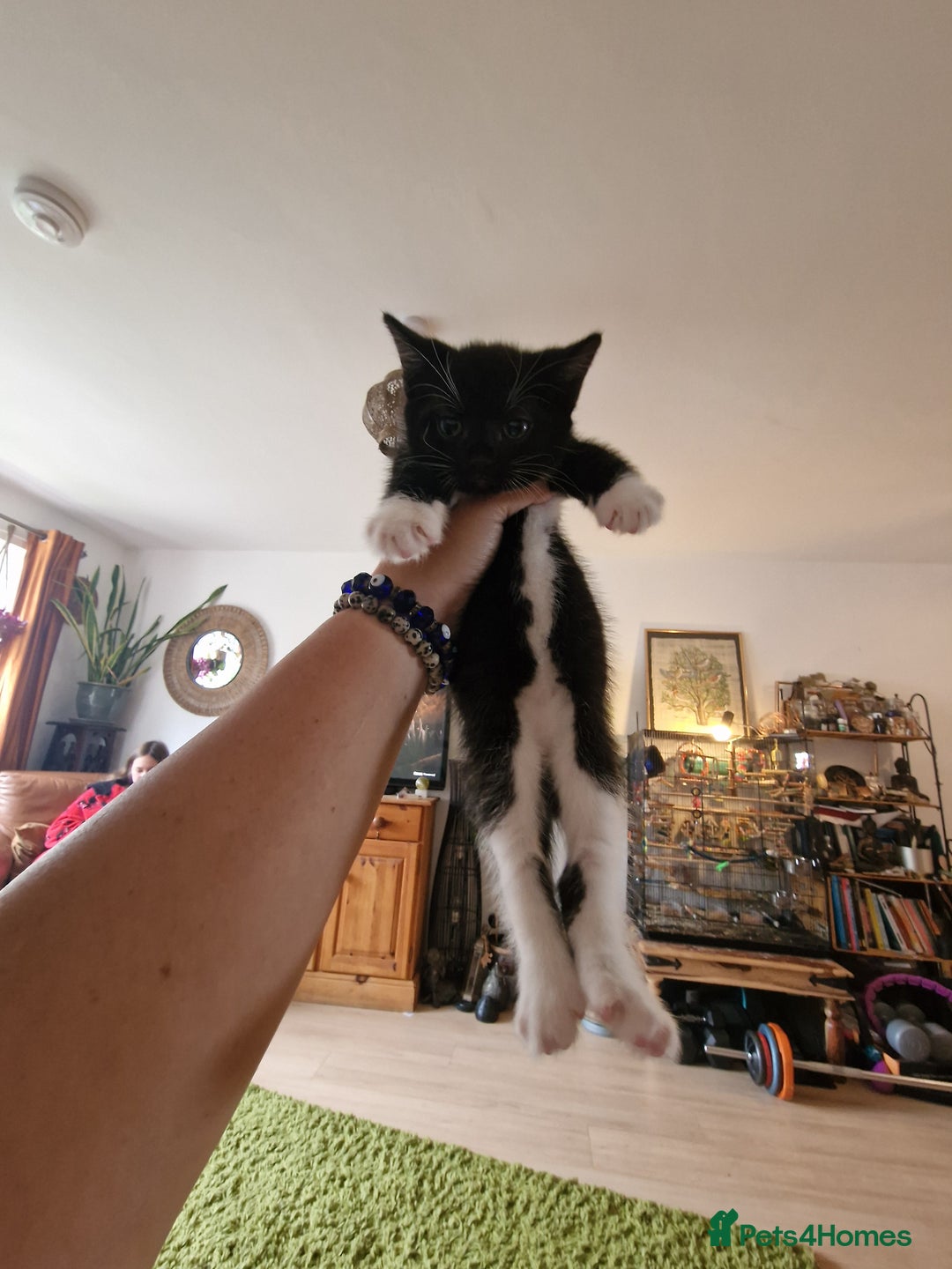 Mixed Breed cats for sale: Kittens - Image 38