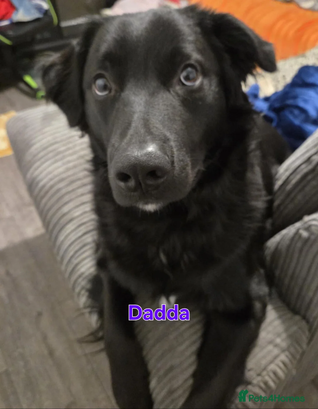 Mixed Breed dogs for sale: £1000 - Advert 7