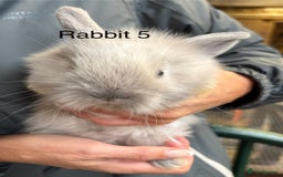 Angora rabbits for sale: Teddy Widder babies for sale  - Image 5