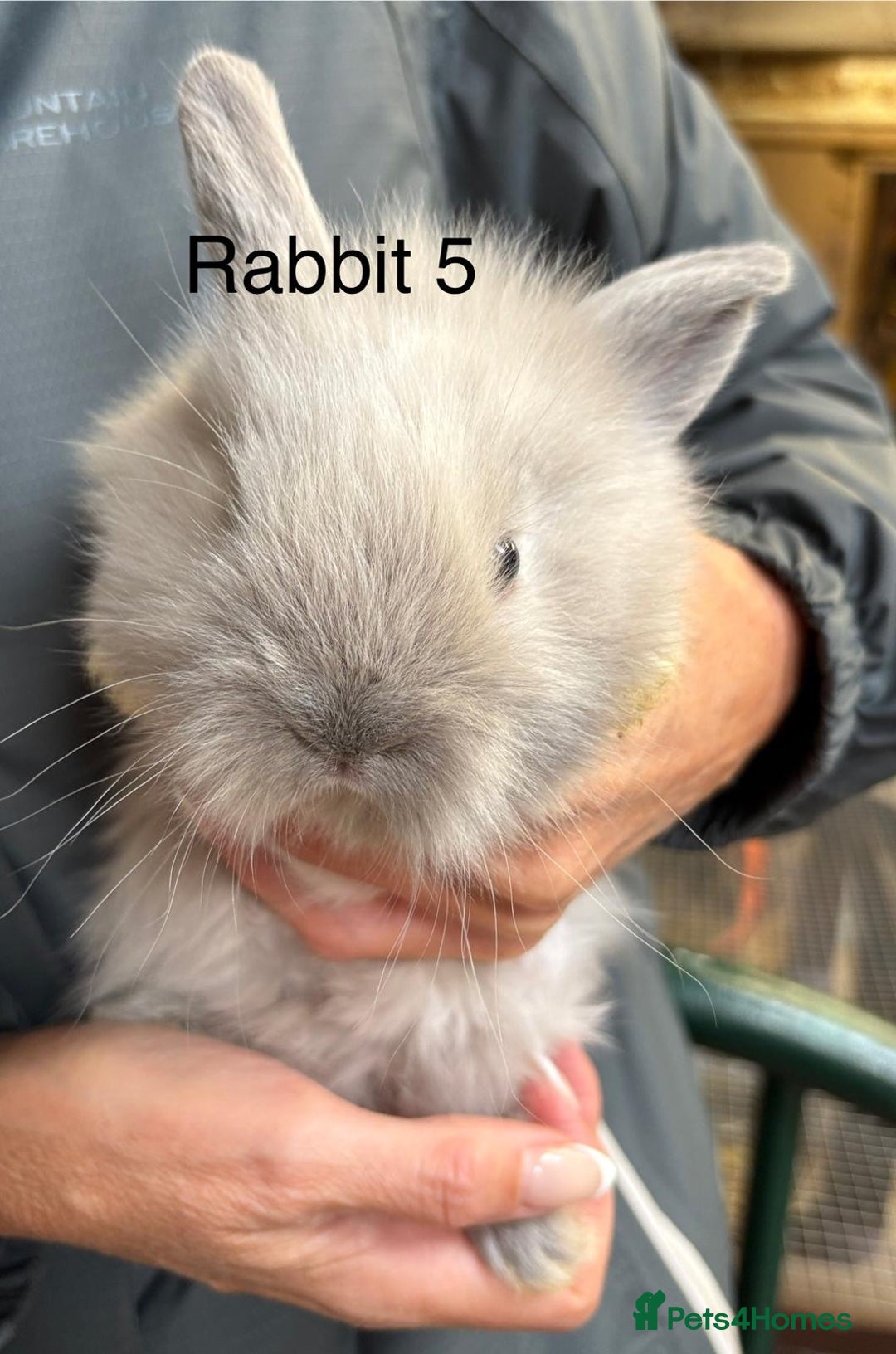 Angora rabbits for sale: Teddy Widder babies for sale  - Image 5