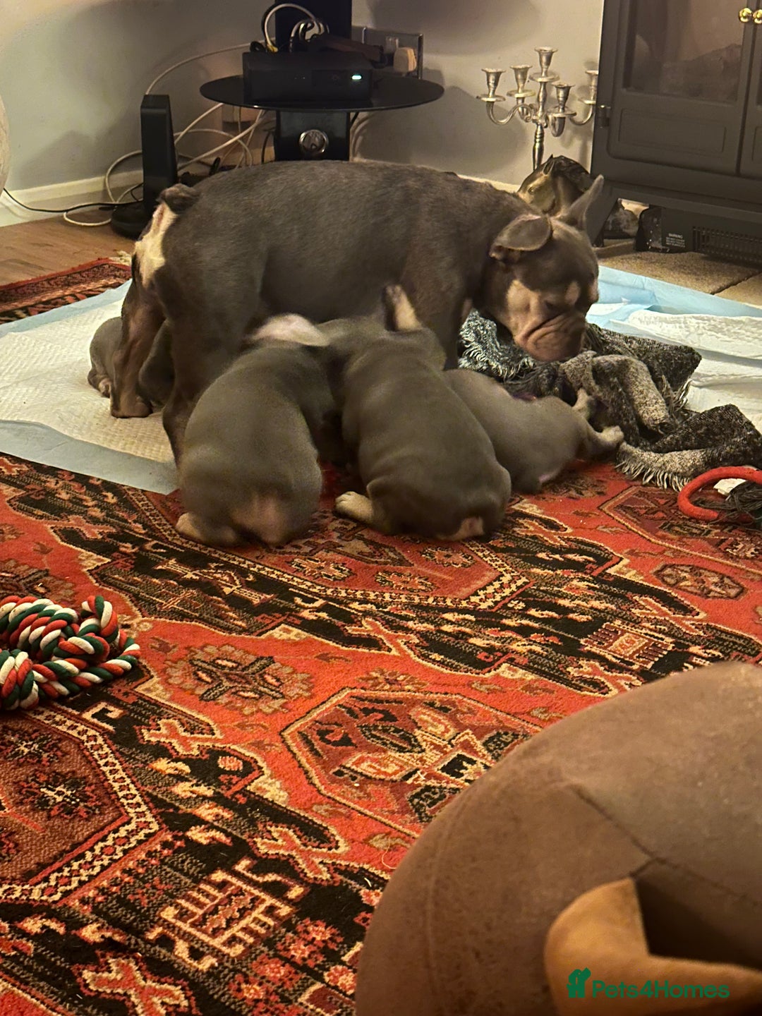 French Bulldog dogs for sale: French Bulldog Puppies  - Advert 3