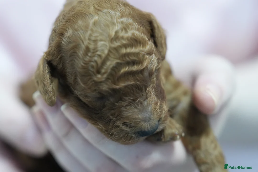 Mixed Breed dogs for sale: TOY X MINIATURE POODLE PUPPIES - RED in Wisbech - Advert 2