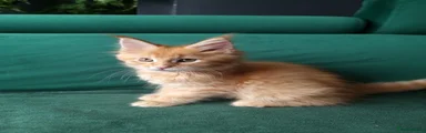 Maine Coon Kitten 3