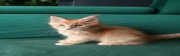 Maine Coon cats for sale: TICA REG. MAINE COON KITTENS  - Advert 21