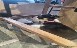 Border Collie dogs for sale: Border collie puppies  - Image 19