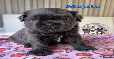 Pug dogs - Advert 5