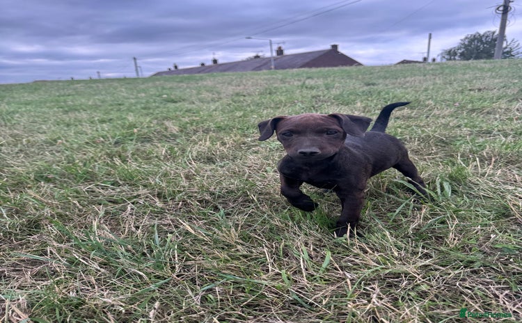 Patterjack dogs - Advert 2